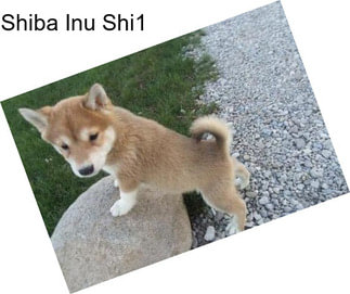 Shiba Inu Shi1