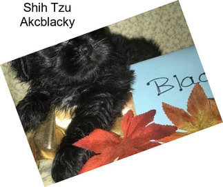 Shih Tzu Akcblacky