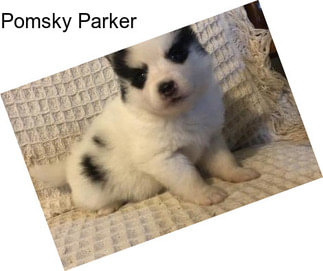 Pomsky Parker