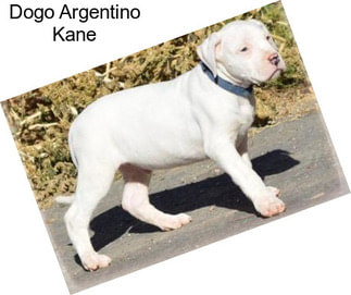 Dogo Argentino Kane