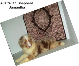 Australian Shepherd Samantha