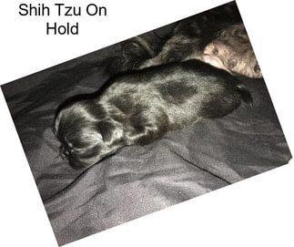 Shih Tzu On Hold