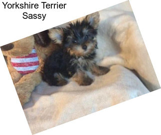 Yorkshire Terrier Sassy