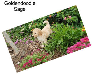 Goldendoodle Sage