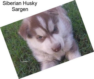 Siberian Husky Sargen