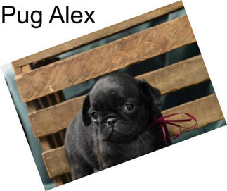 Pug Alex