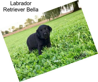 Labrador Retriever Bella