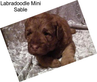 Labradoodle Mini Sable