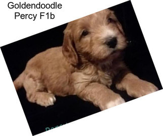 Goldendoodle Percy F1b