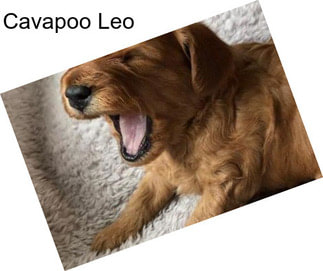 Cavapoo Leo