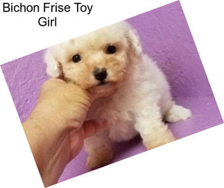 Bichon Frise Toy Girl