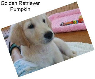 Golden Retriever Pumpkin