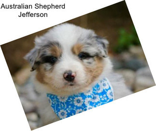 Australian Shepherd Jefferson