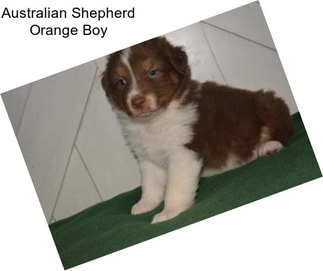 Australian Shepherd Orange Boy