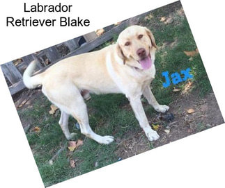 Labrador Retriever Blake