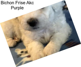 Bichon Frise Akc Purple