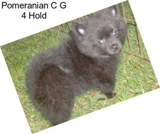 Pomeranian C G 4 Hold