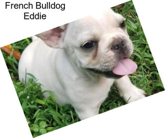 French Bulldog Eddie