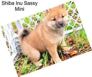 Shiba Inu Sassy Mini