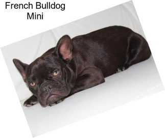 French Bulldog Mini