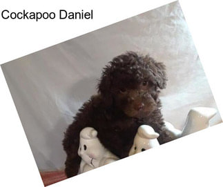 Cockapoo Daniel