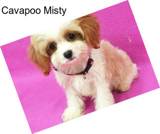 Cavapoo Misty