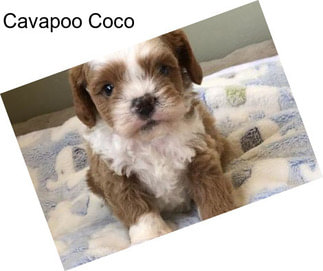 Cavapoo Coco