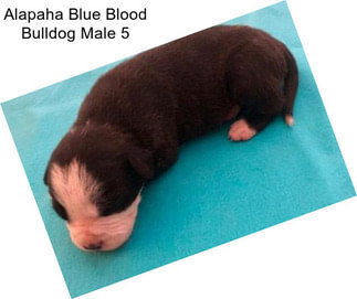 Alapaha Blue Blood Bulldog Male 5