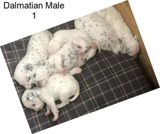 Dalmatian Male 1