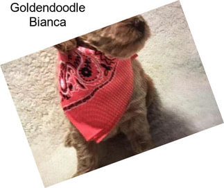 Goldendoodle Bianca