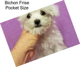 Bichon Frise Pocket Size