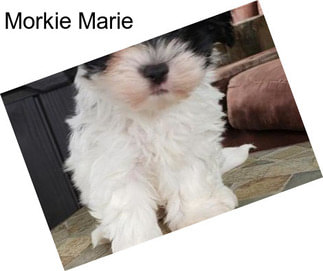 Morkie Marie