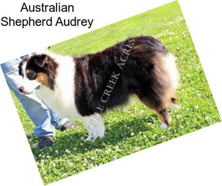 Australian Shepherd Audrey