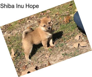 Shiba Inu Hope