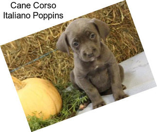 Cane Corso Italiano Poppins