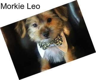 Morkie Leo