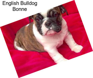 English Bulldog Bonne