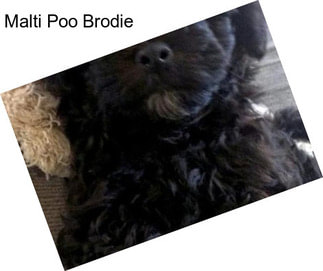 Malti Poo Brodie