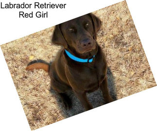 Labrador Retriever Red Girl