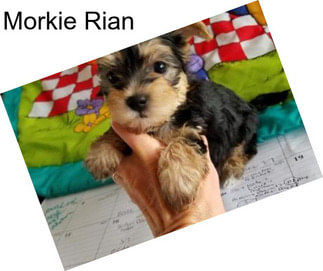 Morkie Rian