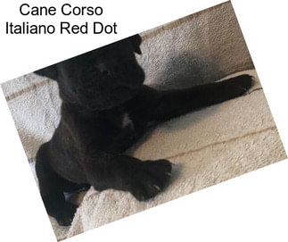 Cane Corso Italiano Red Dot