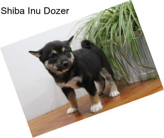 Shiba Inu Dozer