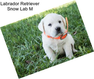 Labrador Retriever Snow Lab M