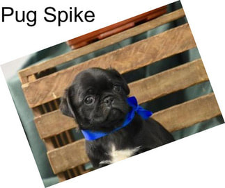 Pug Spike