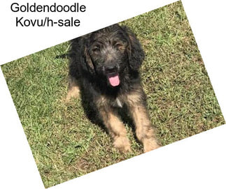 Goldendoodle Kovu/h-sale