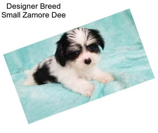 Designer Breed Small Zamore Dee