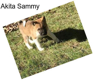 Akita Sammy