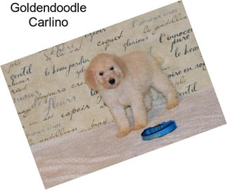 Goldendoodle Carlino