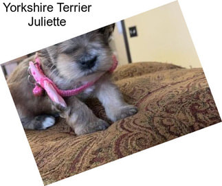 Yorkshire Terrier Juliette