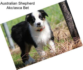 Australian Shepherd Akc/asca Bet